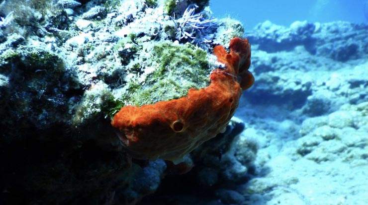 New name of snorkeling reef announced in Larnaca 
