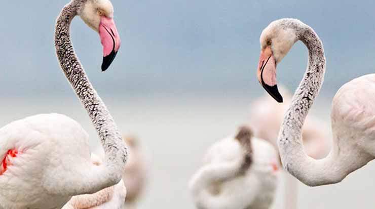 The flamingos have started to return to Lanaca Salt Lake