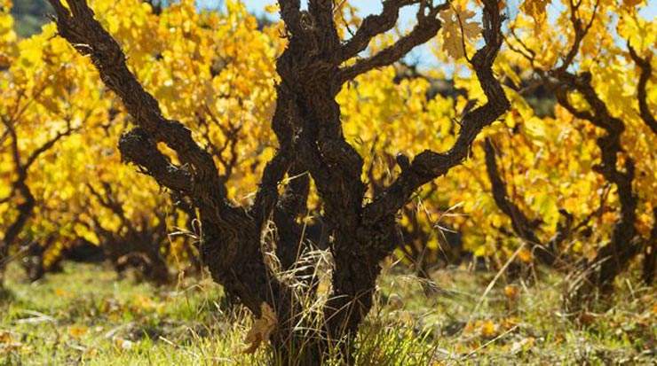 Wine Route