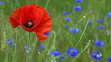 Poppies are among the area’s many wild flowers