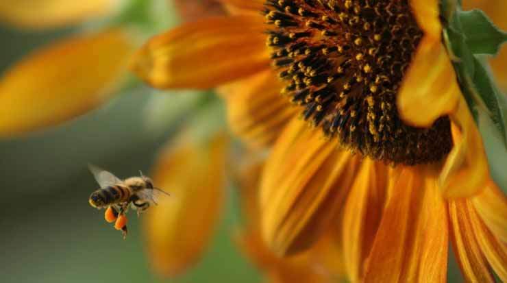 Columbia Helps Bee Population
