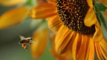 Columbia Helps Bee Population