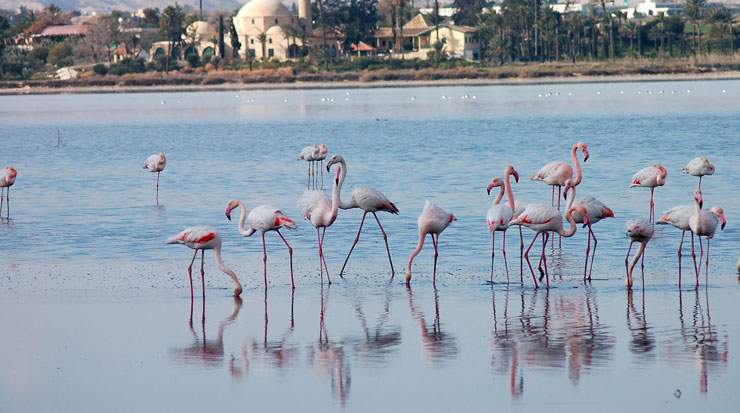 Larnaca