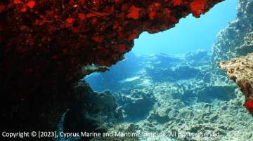 Iris Reef
