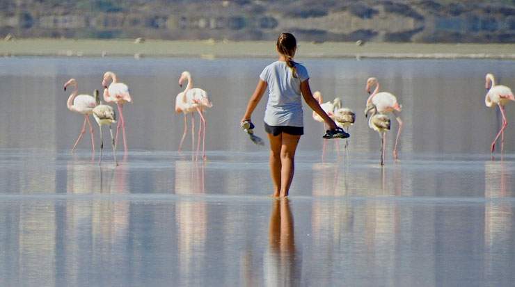 Appeal to Avoid Flamingo Disturbance