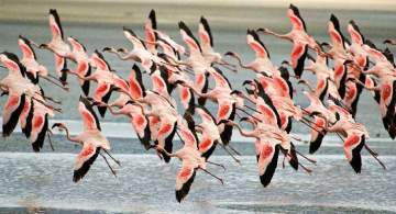 Flamingos
