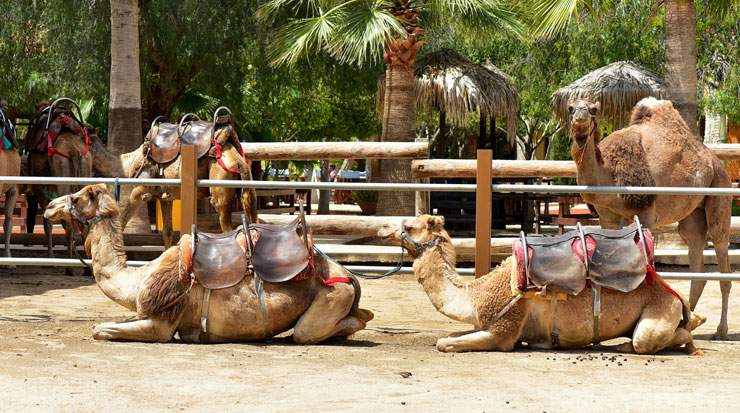 Camel Park