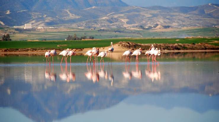 Larnaca Salt Lake 