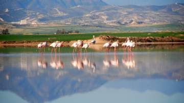 Larnaca Salt Lake 